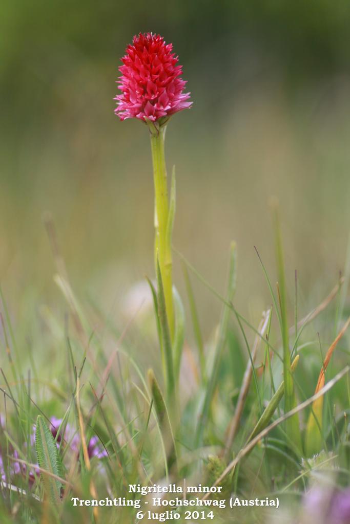 Le Nigritella endemiche delle Alpi austriache  luglio 2014